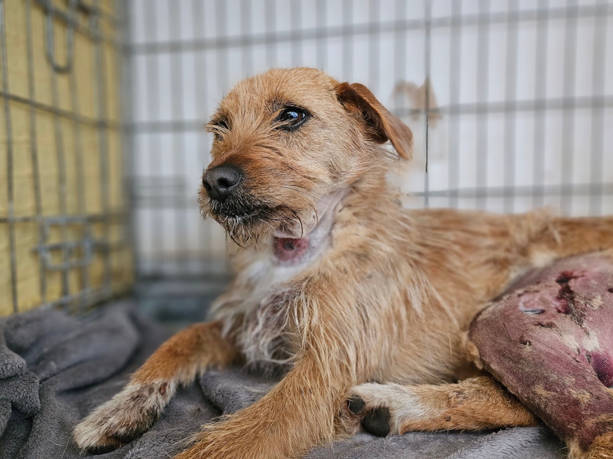 Gia, cão resgatado em tratamento