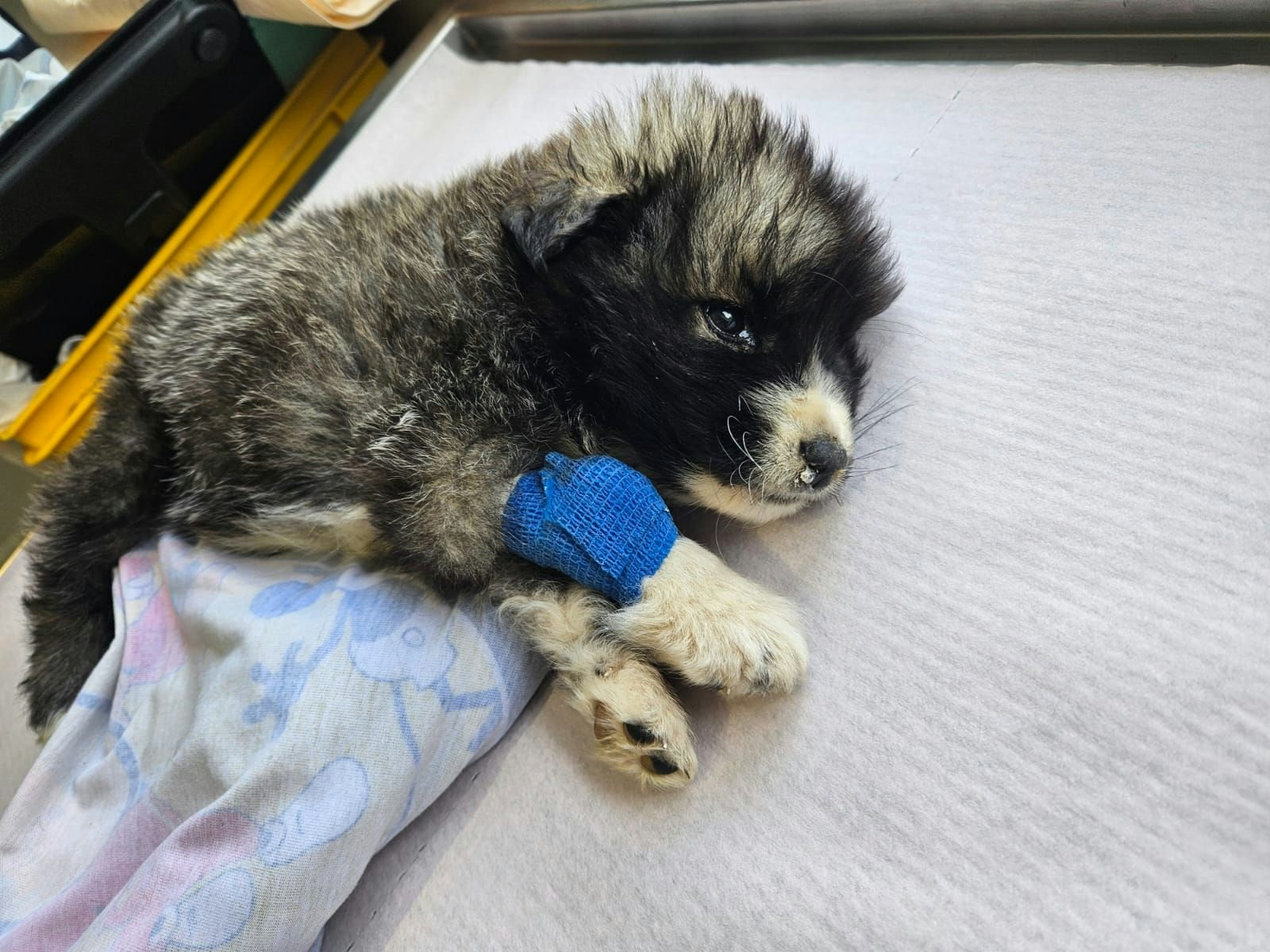 Cão resgatado acolhido pelo Abrigo Belas Almas