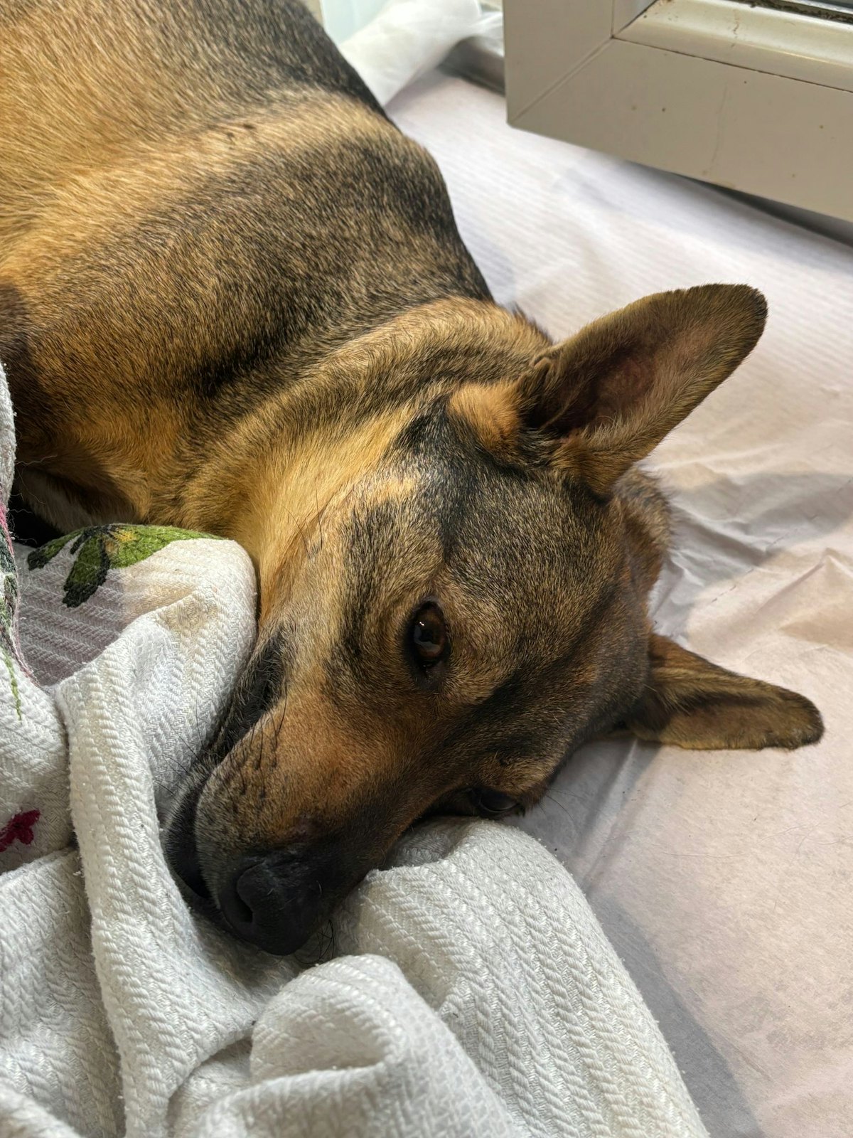Iza, cão resgatado em tratamento